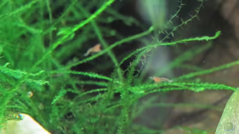 der erste Nelennachwuchs :-) FREU :-)12.05.10 von Opodeldok (38)