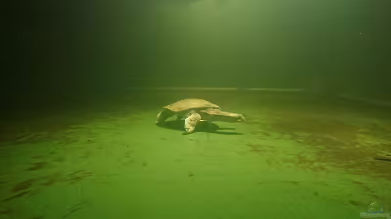 der erste Schwimmer von kellerkind (72)