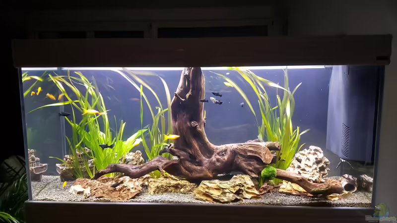 Der erste Streich (aktuell Nov 16) von Nordlicht Ka (1)