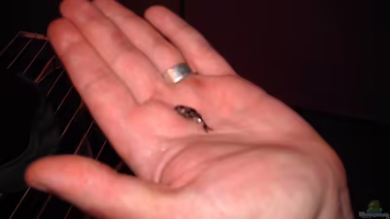 Aquarien mit Synodontis-Arten (Fiederbartwelse)