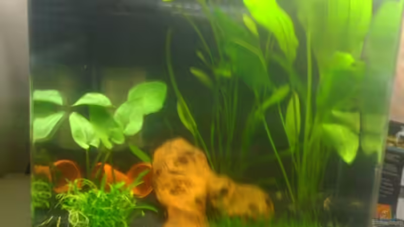 der erste Versuch von gomtuu (2)