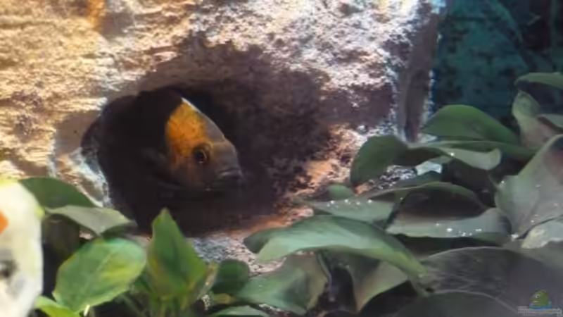 Der Eurekabock nimmt fast das ganze Höhlensystem in Beschlag von Couro (22)