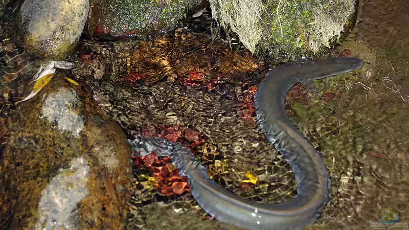 Der Europäische Aal: Fisch des Jahres 2025