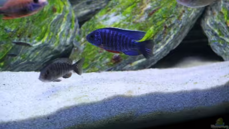 der Ex-Boss - Aulonocara cobue mit Weib (Maul voll) von Klaus Fischer (22)