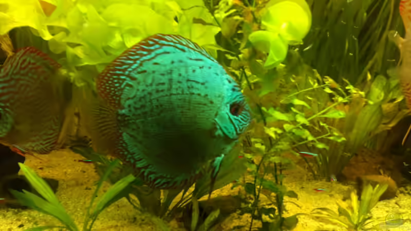 der Ex-Chef, Januar 2012 von Sirko Fricke (53)