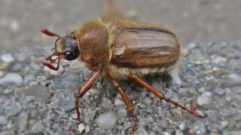Der faszinierende Lebenszyklus des Junikäfers: Ein sommerlicher Besucher im Garten