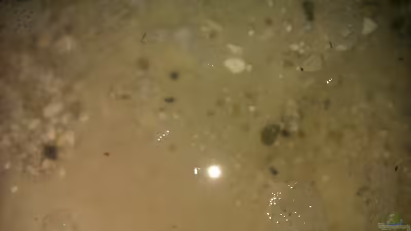 Der fertig gemische Bodengrund von Patrick Scheffer (12)