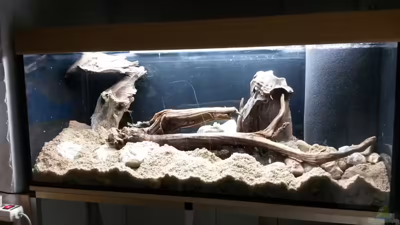 Der feuchte Sand ist drin. Einfach lose aufgebracht. Er fällt dabei nicht in die von Beulenkopftyp (22)