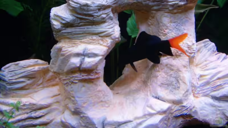 Der Feuerschwanz von Nadine Wilmer (13)