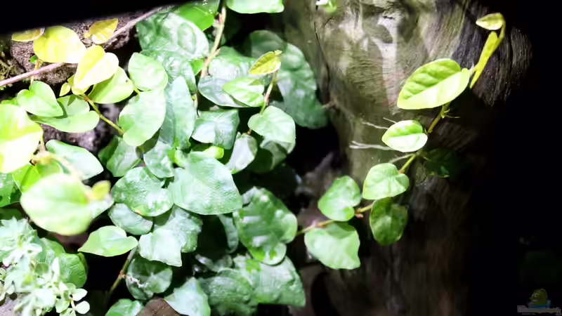 der Ficus hat sich schon fest gekrallt von die Perle... (39)