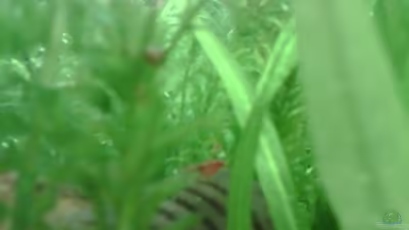 der filter- das cafe der garnelen von Maria Blumenthal (14)