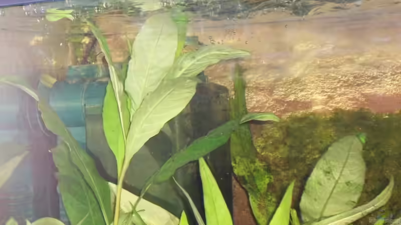 Der Filter, hoffentlich bald nicht mehr zu sehen von Alexander Pohl (10)