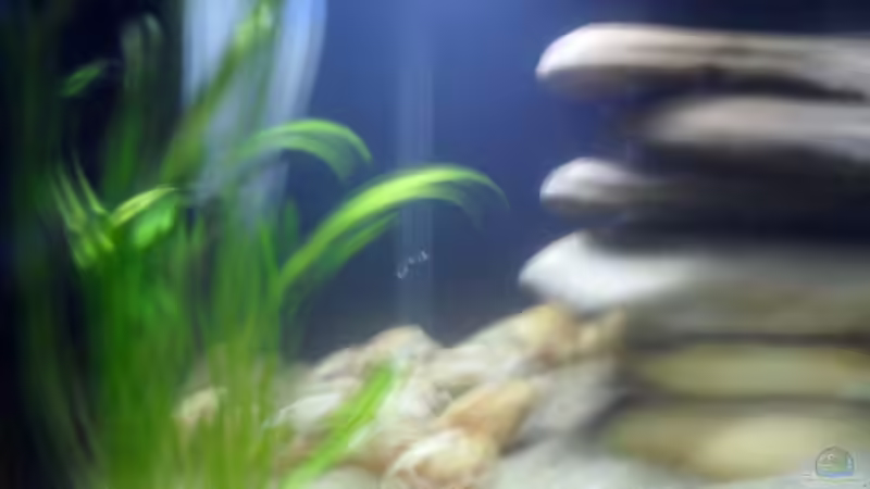 Der Filter. von Cichlidenfan (10)