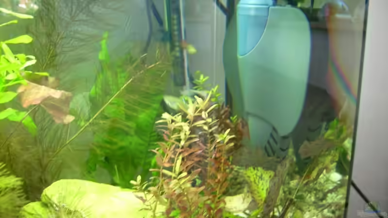 Der Filter fliegt bald raus und wird durch noch einen Tetra Tec ersetzt! von Belvina (5)