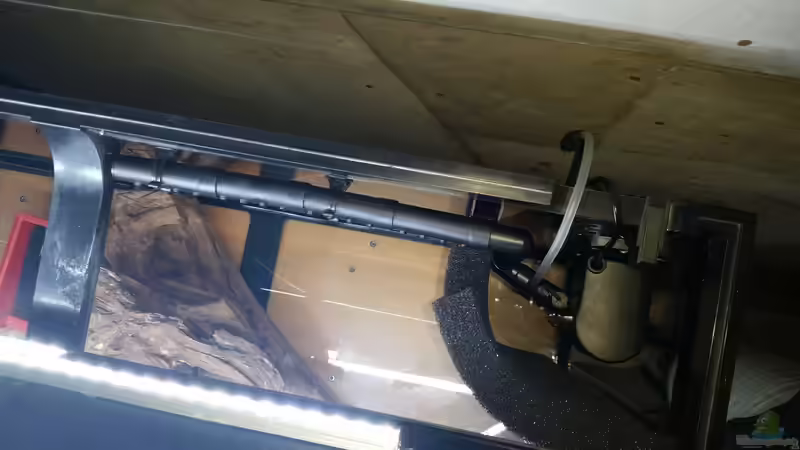 Der Filter von Oben von Rotkopfsalmler (16)