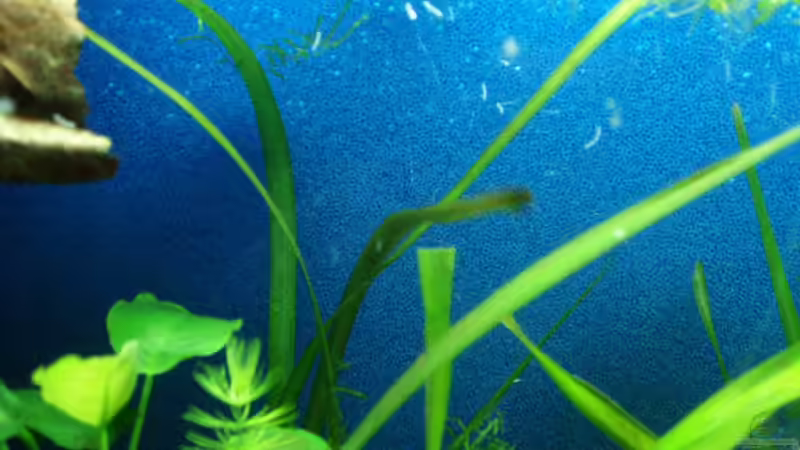 Der Filterschwamm, dahinter die Pumpe von Der Engländer (5)