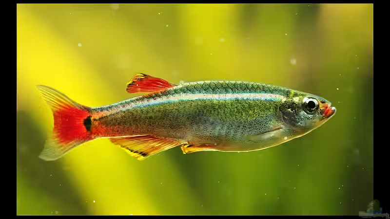 Der Fisch aus den wei??en Wolkenbergen, der Kardinal !