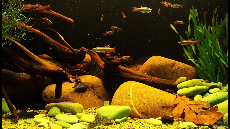 Der Fisch aus den wei??en Wolkenbergen, der Kardinal !