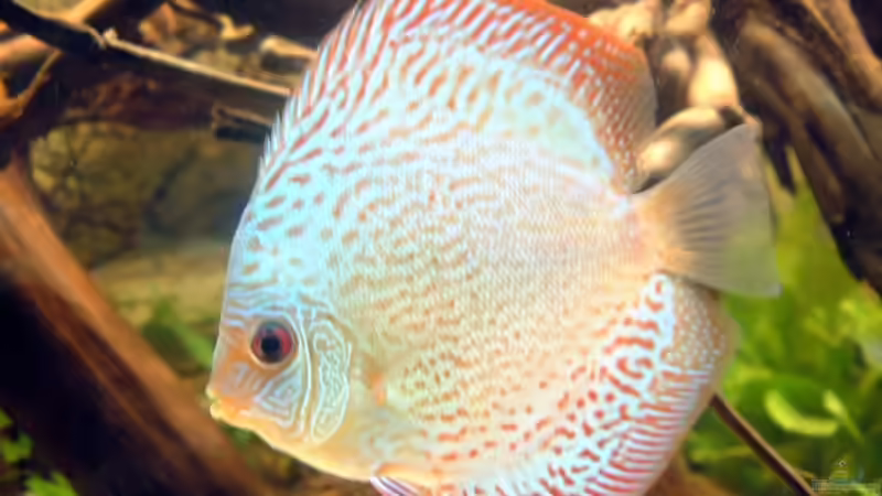 Der Flächig X Snake ist erst heute eingezogen. Er ist ca. 12cm groß und muss noch von Thorsten Ikemann (10)