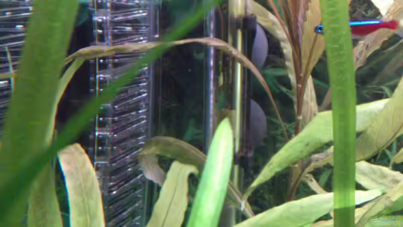 Der Flipper (CO2) und der Heizstab von Stephan Groß (20)