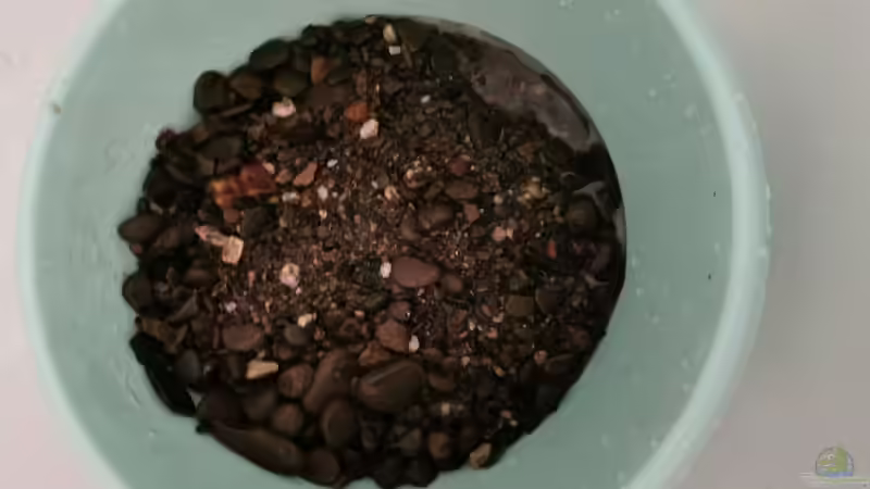 Der Flusskiesel als Bodengrund gründlich vorgewaschen von David Schneider Aquaristik (17)