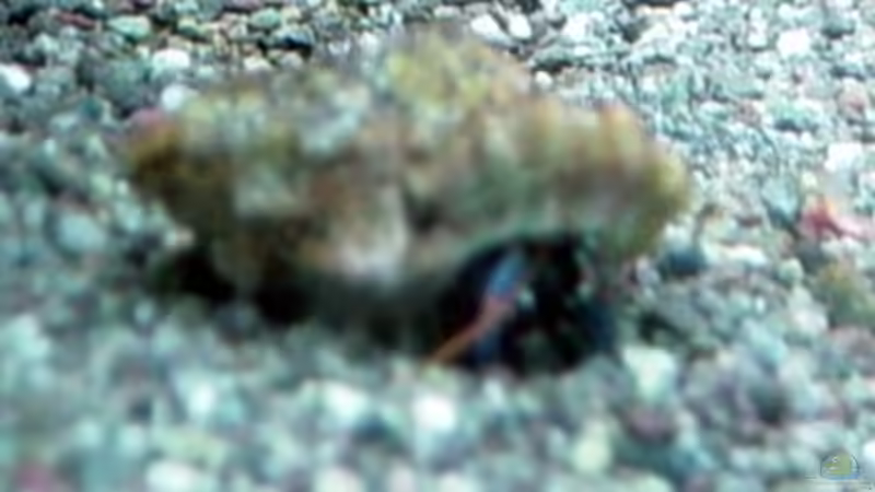 Der Frechdax von The_Lizardking (25)