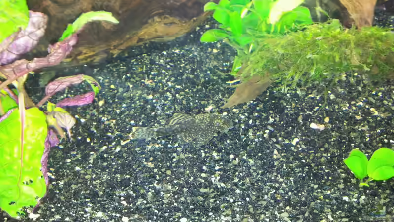 der Fred ;) von oli.k85 (3)