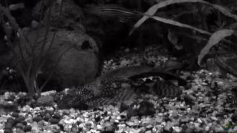 der fremde in Asien von aetti (5)