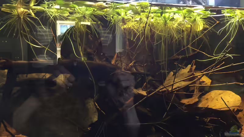 Der Froschbiss hat sich in einer Woche gut gemacht von Andy Garnier (9)