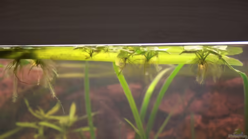 Der Froschbiss wird langsam mehr von Maximilian Landrock (5)