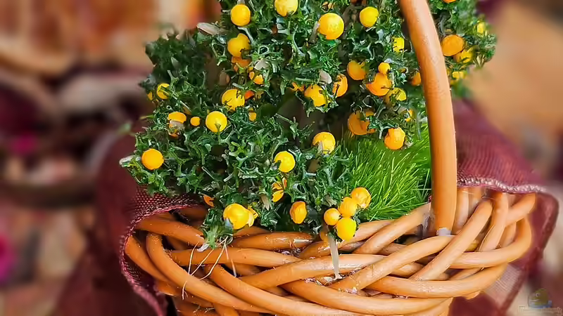 Der Frühling: Kritische Übergangszeit für Zitruspflanzen