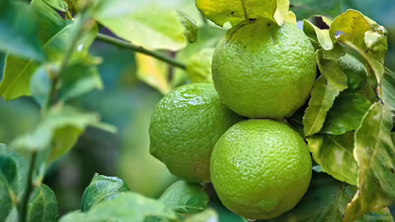 Der Frühling: Kritische Übergangszeit für Zitruspflanzen
