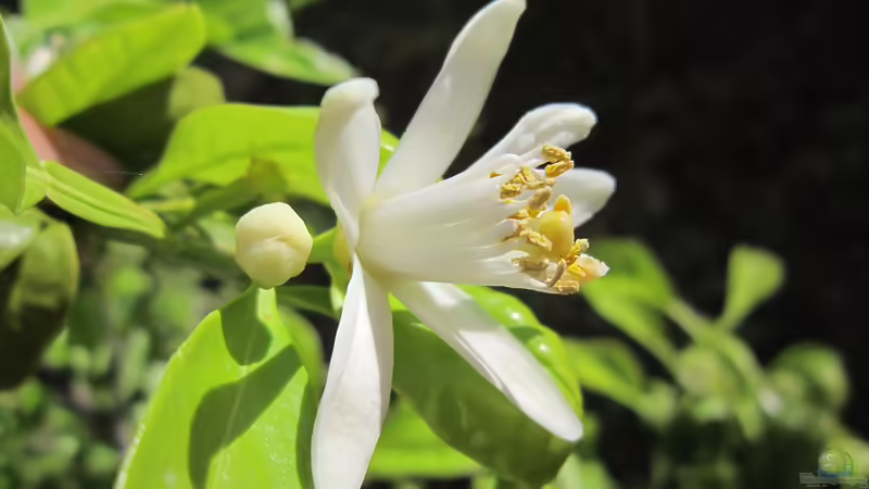 Der Frühling: Kritische Übergangszeit für Zitruspflanzen