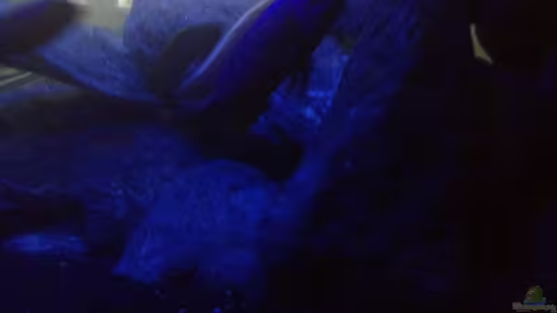 Der Fryeri beim erkunden seiner Höhle von der Steirer (26)