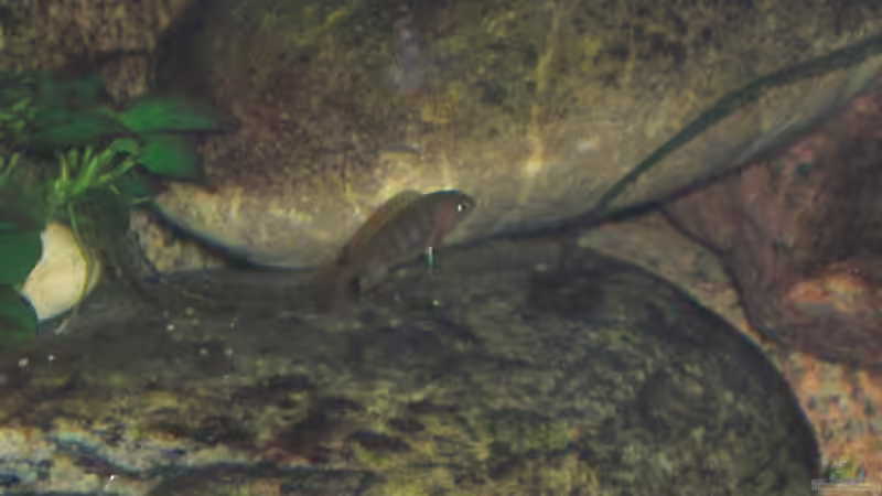 der fünfte halbstake Hongi ehemaliger Einzelkämpfer 02.10.2009 von Malawi TOM (74)