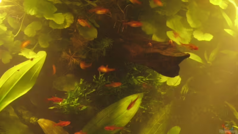 Der Funkensalmler Schwarm von Bojo (18)