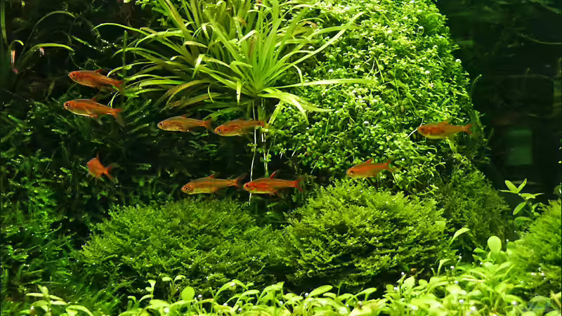 Der Funkensalmler von Ingrid Jung (10)