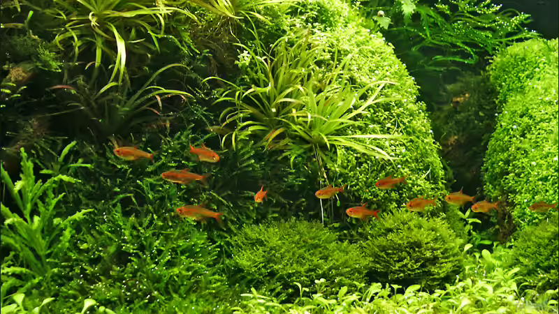 Aquarien mit Hyphessobrycon amandae (Feuertetra)