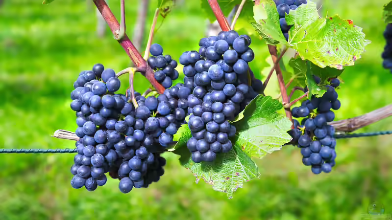 Der Gärtner als Winzer: Wein selbst anbauen