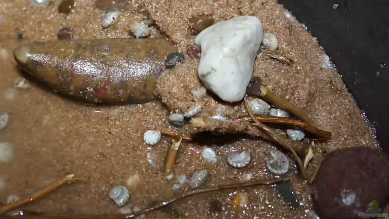 Der ganz neue Bodengrund angelehnt an Bodengrund Proben aus dem Malawisee von Florian Bandhauer (54)