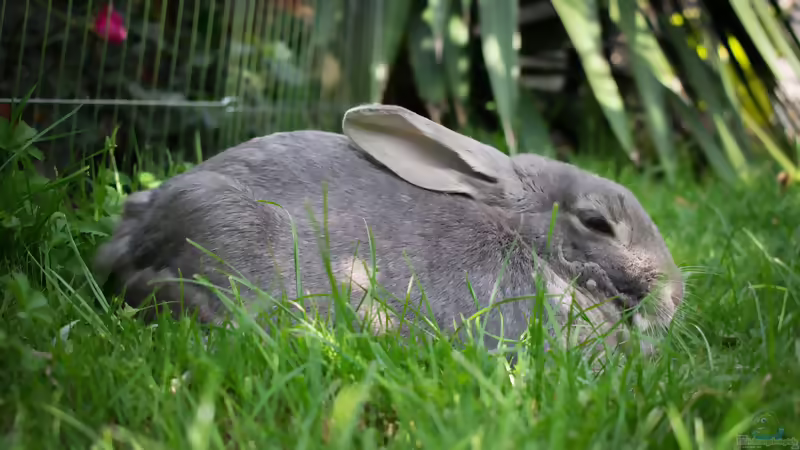 Der Garten als Spielraum - Tiere, Pflanzen und sichere Ecken für Kinder
