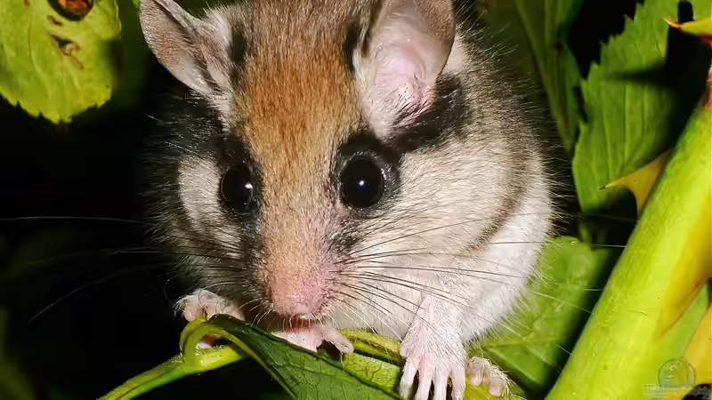 Der Gartenschläfer: Das Gartentier des Jahres 2025