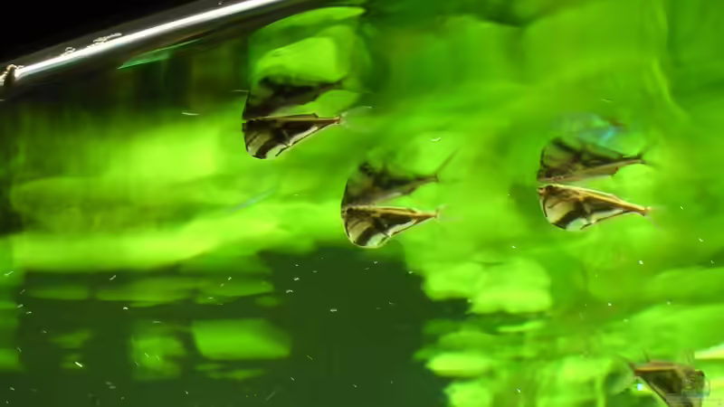 Der Gasaustausch: Darum ist er so wichtig für ein funktionierendes Aquarium