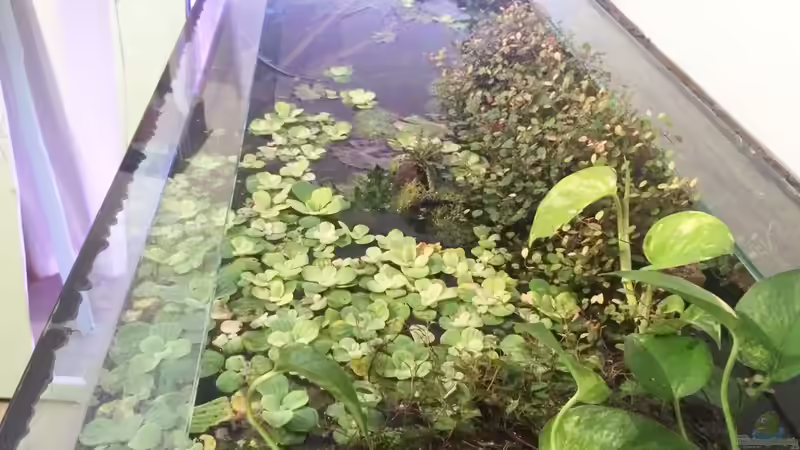 Der Gasaustausch: Darum ist er so wichtig für ein funktionierendes Aquarium