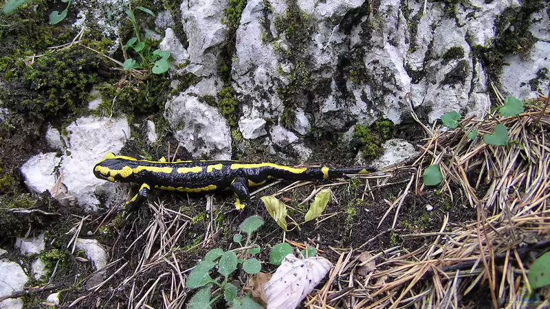 Der Geheimnisvolle Feuersalamander: Ein faszinierender Bewohner unseres Gartens