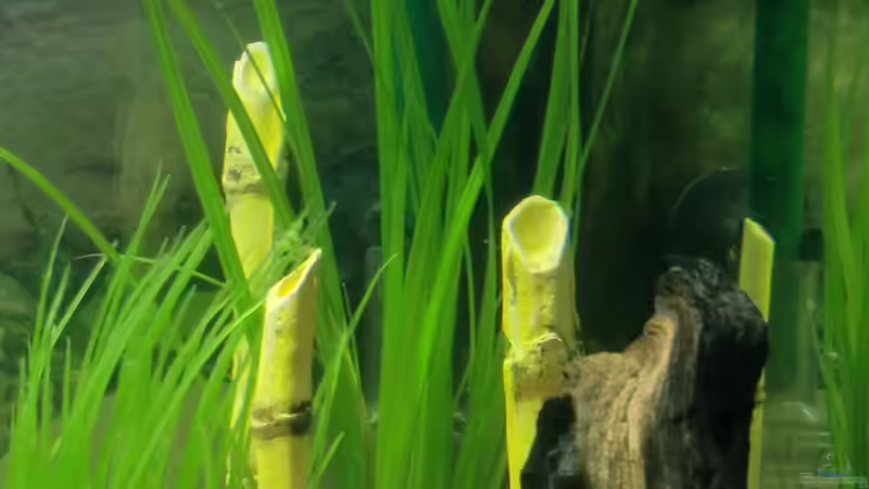 der gehts auch super von EcoSyS (12)