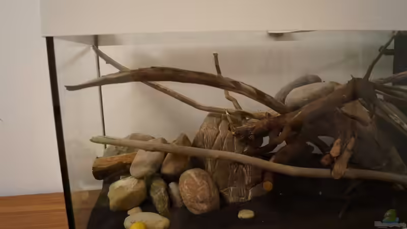 der gelbe Ball ist vom kleinen Töchterchen von Rootsman (36)