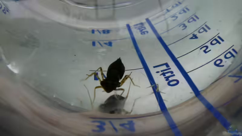 Der gemeine Garnelenmörder von René Leubecher (25)