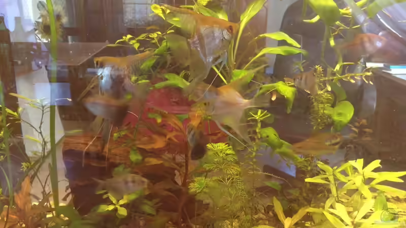 Der gestreifte Skalar ist verletzt  von Ceylon (73)