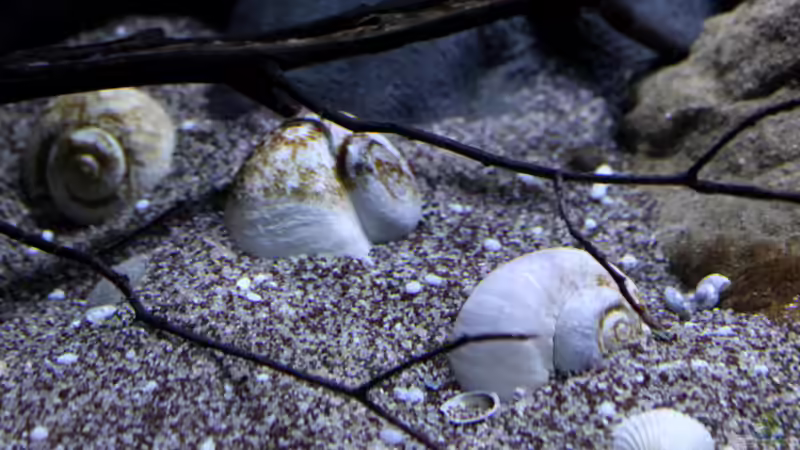 Der gewählte Bodengrund dazu echte Schneckenhäuser aus Malawi und Buchenzweige von Florian Bandhauer (74)